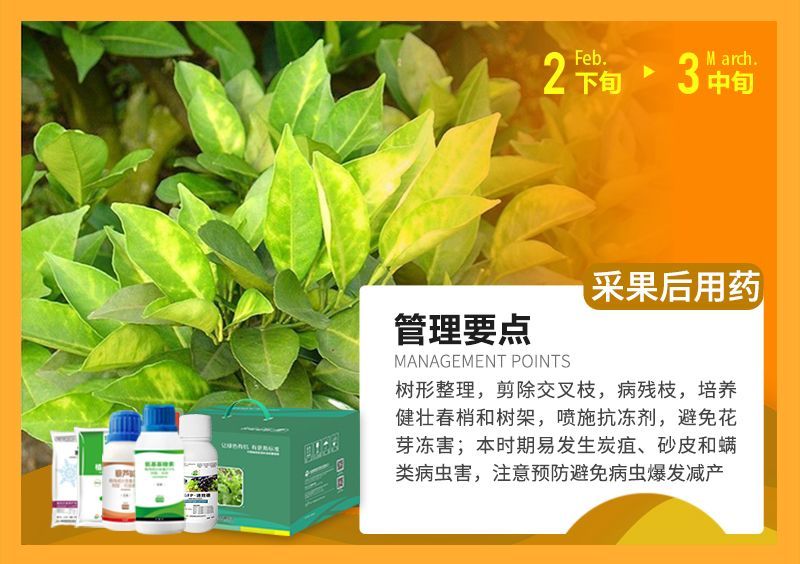 樹形整理，剪除交叉枝，病殘枝，培養健壯春梢和樹架，噴施抗凍劑，避免花芽凍害;本時期易發生炭疽、砂皮和端類病蟲害，注意預防避免病蟲爆發減產 