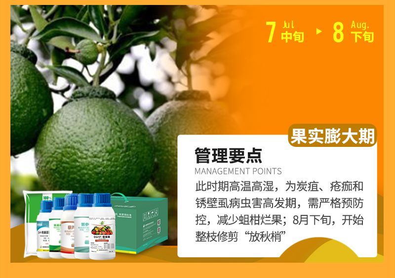 此時期高溫高濕，為炭疽、瘡癡和銹壁虱病蟲害高發期，需嚴格預防控，減少蛆柑爛果;8月下旬，開始整枝修剪“放秋梢”