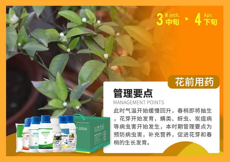 此時(shí)氣溫開(kāi)始緩慢回升，春梢即將抽生花芽開(kāi)始發(fā)育，蠕類、蚜蟲(chóng)、炭疽病等病蟲(chóng)害開(kāi)始發(fā)生，本時(shí)期管理要點(diǎn)為預(yù)防病蟲(chóng)害，補(bǔ)充營(yíng)養(yǎng)，促進(jìn)花芽和春梢的生長(zhǎng)發(fā)育。