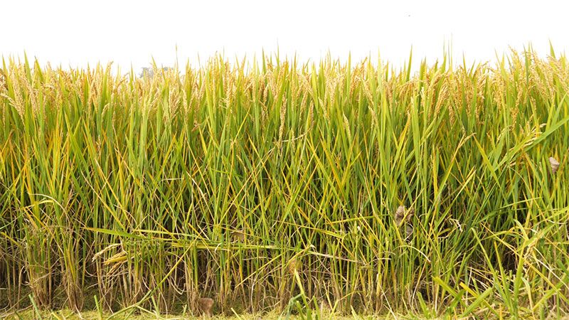 綠色提單產就用冠菌素 開辟糧食抗逆增產新路徑